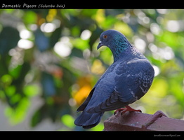 Domestic-Pigeon-(Columba-livia)