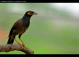 Common-Myna-(Acridotheres-tristis)