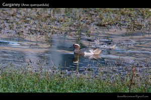 Garganey-(Anas-querquedula)