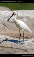 Eurasian-Spoonbill-(Platalea-leucorodia)
