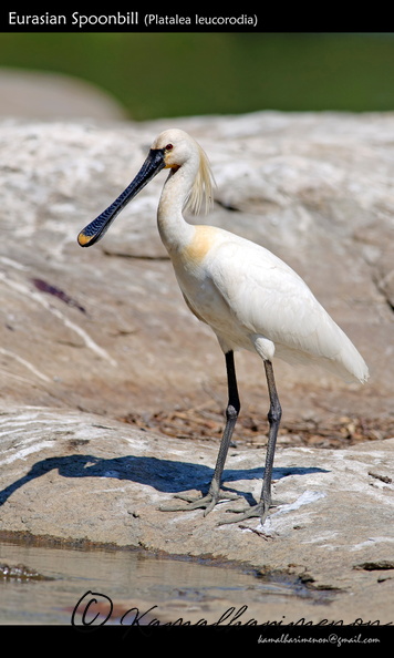 Eurasian-Spoonbill-(Platalea-leucorodia).jpg