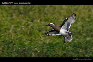 Garganey-(Anas-querquedula)-1