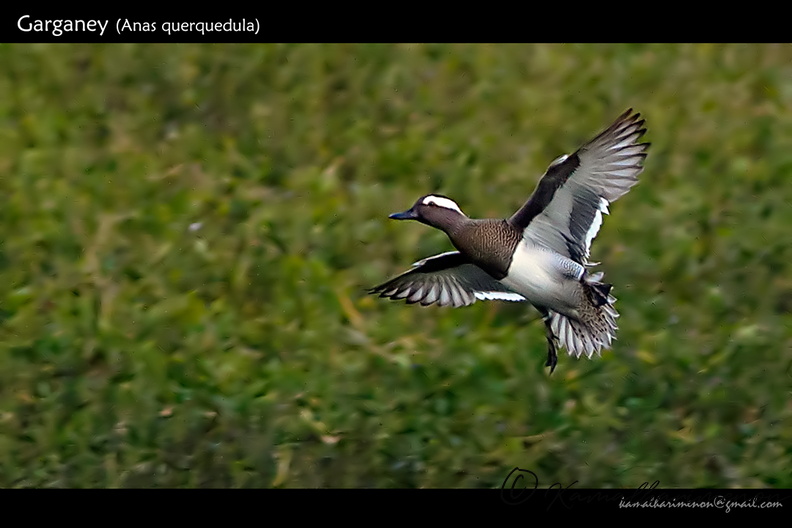 Garganey-(Anas-querquedula)-1.jpg