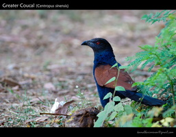 Greater-Coucal-(Centropus-sinensis)