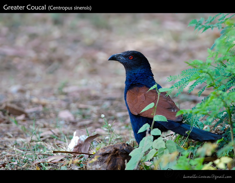 Greater-Coucal-(Centropus-sinensis).jpg