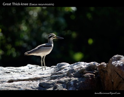Great-Thick-knee-(Esacus-recurvirostris)