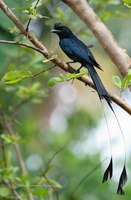 Greater-Racket-tailed-Drongo