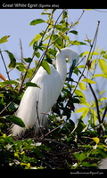 Great-White-Egret-(Egretta-alba)