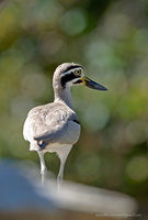 Great-Thick-knee