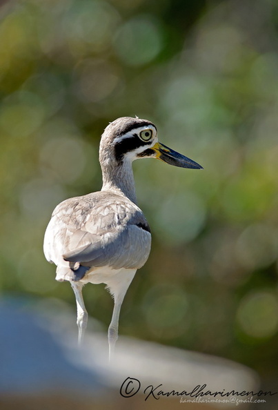 Great-Thick-knee.jpg