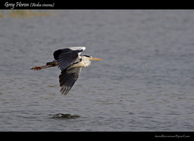 Grey-Heron-(Ardea-cinerea)