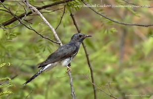 Grey-bellied Cuckoo (Cacomantis passerinus)