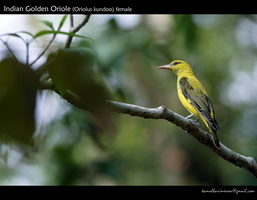Indian Golden Oriole (Oriolus kundoo)