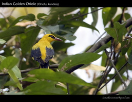 Indian Golden Oriole (Oriolus kundoo)-1