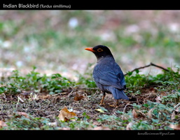 Indian-Blackbird-(Turdus-simillimus)