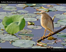 Indian-Pond-heron-(Ardeola-grayii)