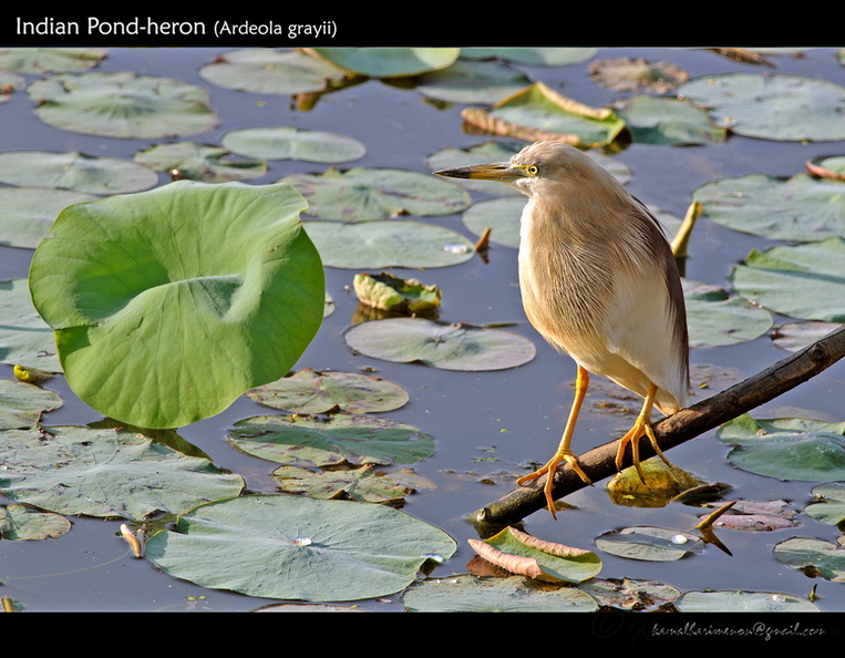 Indian-Pond-heron-(Ardeola-grayii).jpg