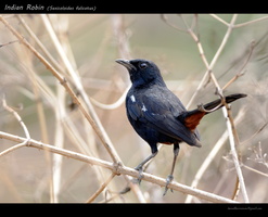 Indian-Robin-(Saxicoloides-fulicatus)-2