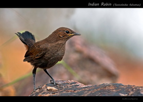 Indian-Robin-(Saxicoloides-fulicatus)-1