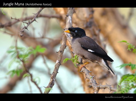 Jungle-Myna-(Acridotheres-fuscus)