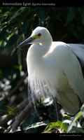 Intermediate-Egret-(Egretta-intermedia)-1