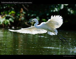 Intermediate-Egret-(Egretta-intermedia)