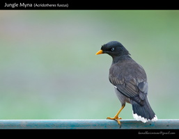 Jungle-Myna-(Acridotheres-fuscus)-2