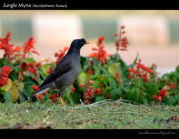 Jungle-Myna-(Acridotheres-fuscus)-1