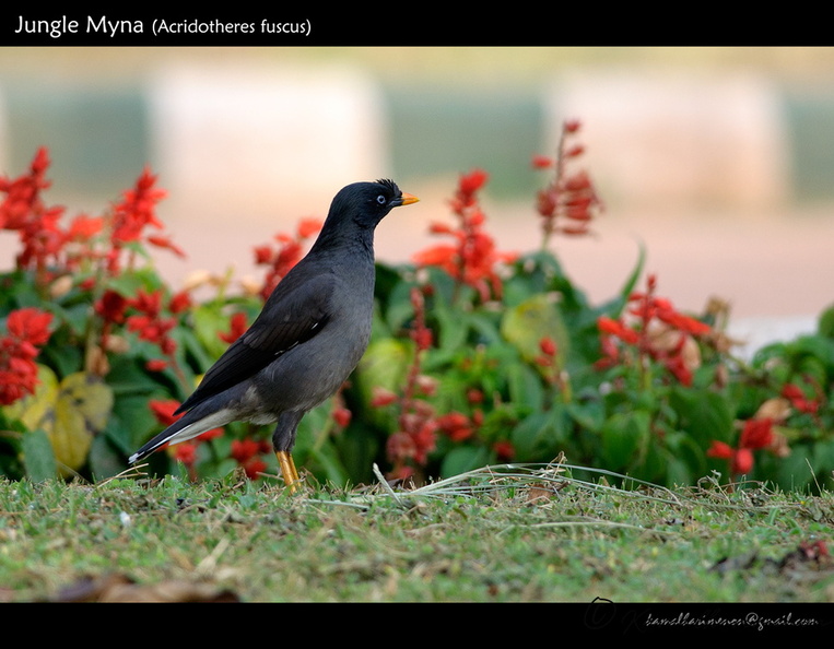 Jungle-Myna-(Acridotheres-fuscus)-1.jpg