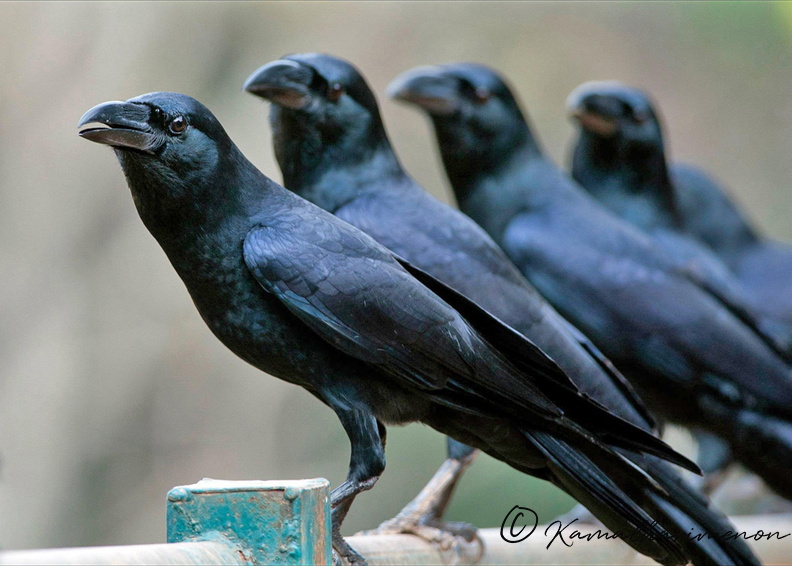 Large billed crow.jpg