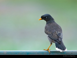 Jungle-Myna