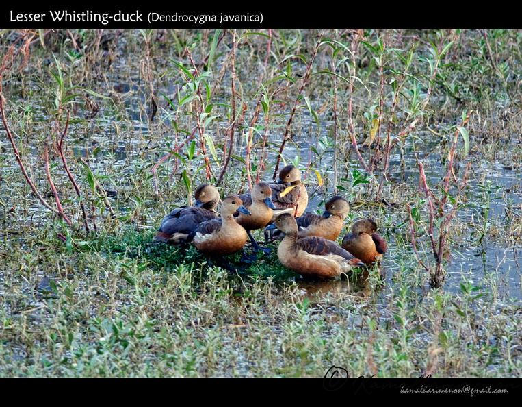 Lesser-Whistling-duck-(Dendrocygna-javanica).jpg