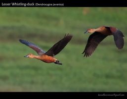 Lesser-Whistling-duck-(Dendrocygna-javanica)-1