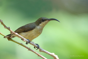 Loten's-Sunbird-(Cinnyris-lotenius)