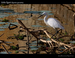 Little-Egret-(Egretta-garzetta)--1