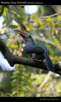 Malabar Grey Hornbill (Ocyceros griseus)