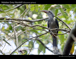 Malabar Grey Hornbill (Ocyceros griseus)-1