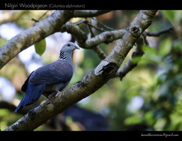 Nilgiri Woodpigeon (Columba elphinstonii)-1