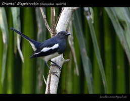 Oriental Magpie-robin (Copsychus saularis)