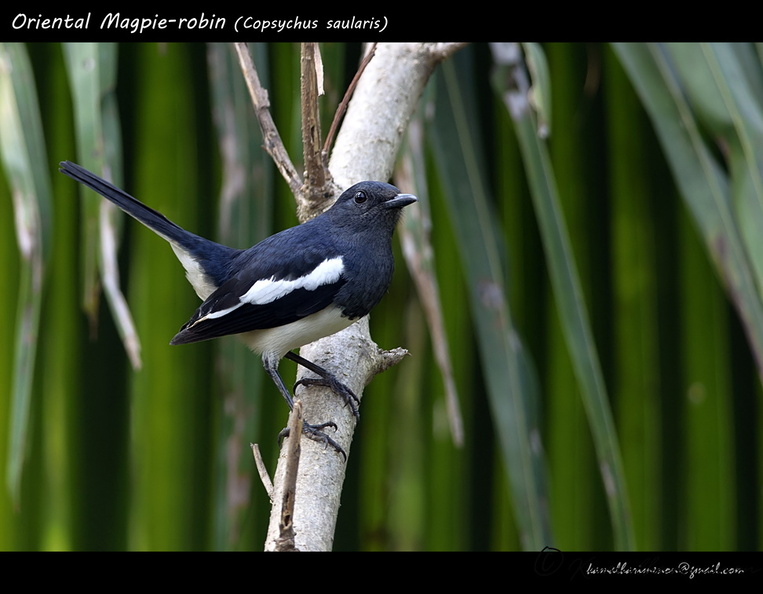 Oriental Magpie-robin (Copsychus saularis).jpg
