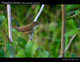 Paddyfield-Warbler-(Acrocephalus-agricola)