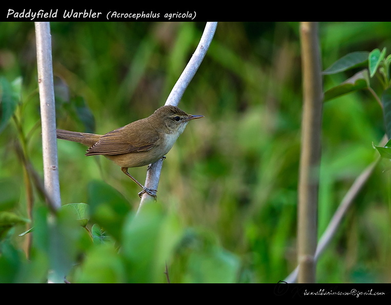 Paddyfield-Warbler-(Acrocephalus-agricola).jpg
