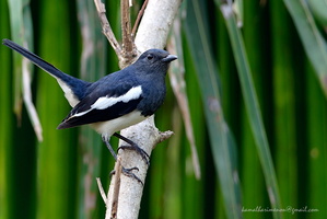 Oriental-Magpie-robin-(Copsychus-saularis)