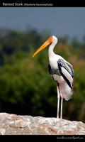 Painted-Stork-(Mycteria-leucocephala)