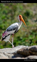 Painted-Stork-(Mycteria-leucocephala)-1