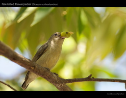 Pale-billed-Flowerpecker-(Dicaeum-erythrorhynchos)