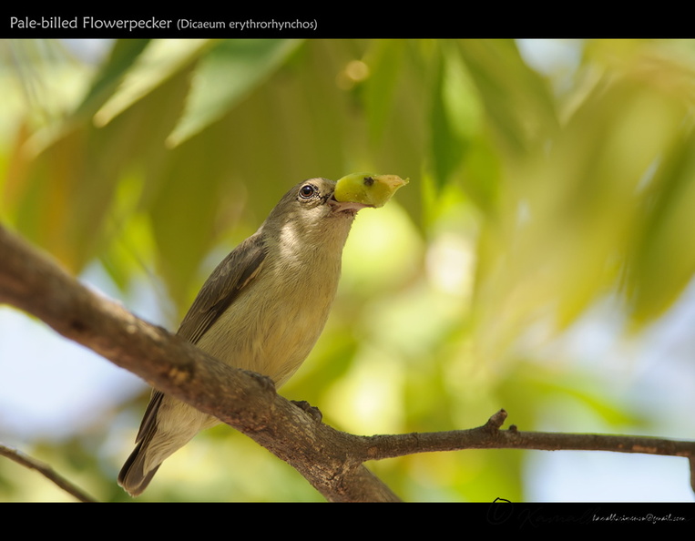 Pale-billed-Flowerpecker-(Dicaeum-erythrorhynchos).jpg