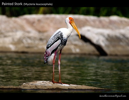 Painted-Stork-(Mycteria-leucocephala)-2