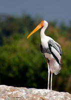 Painted-Stork