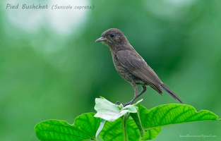Pied-Bushchat-(Saxicola-caprata)
